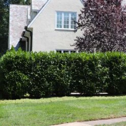 Skip Laurel -Flourish Garden Skip Laurel 5