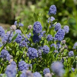 Skylark California Lilac -Flourish Garden Skylark California Lilac 3 FGT