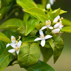 Smith Red Orange -Flourish Garden Smith Red Orange 7