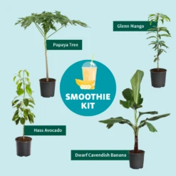 Papaya Tree 15 Papaya Tree -Flourish Garden Smoothie Kit Graphic 11ae7b3b 499b 4165 a9bd 09be178c93af
