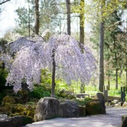 Snow Fountains® Weeping Cherry Tree -Flourish Garden Snow Fountains Weeping Cherry 8