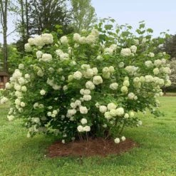 Snowball Bush 11 Snowball Bush -Flourish Garden Snowball Viburnum 2 FGT