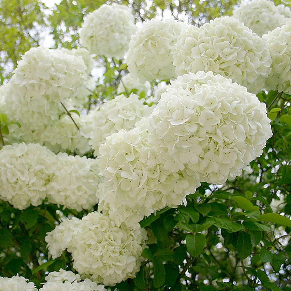 Snowball Bush 7 Snowball Bush - Image 7