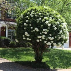 Snowball Bush 12 Snowball Bush -Flourish Garden Snowball Viburnum 7 FGT