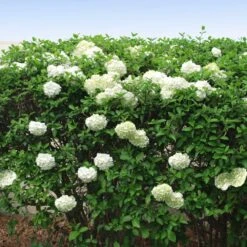 Snowball Bush 10 Snowball Bush -Flourish Garden Snowball Viburnum FGT