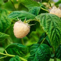 Snowbank White Blackberry Bush 7 Snowbank White Blackberry Bush -Flourish Garden Snowbank Blackberry 1
