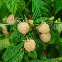 Snowbank White Blackberry Bush 6 Snowbank White Blackberry Bush -Flourish Garden Snowbank Blackberry 3