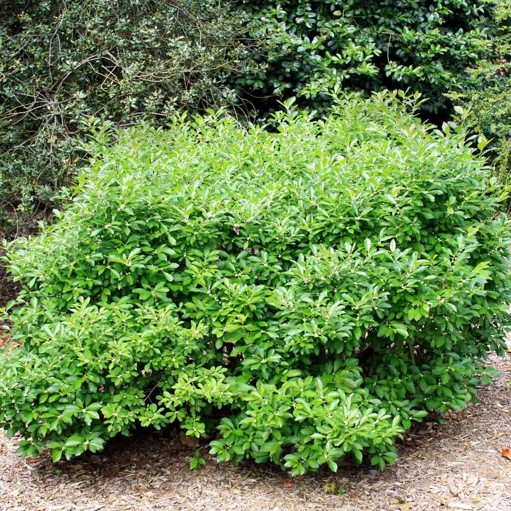 Southern Gentleman Winterberry 2 Southern Gentleman Winterberry - Image 2