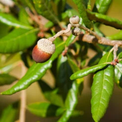 Live Oak Tree -Flourish Garden Southern Live Oak FGT 1