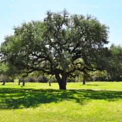 Live Oak Tree -Flourish Garden Southern Live Oak FGT 3