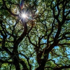 Live Oak Tree -Flourish Garden Southern Live Oak FGT 4