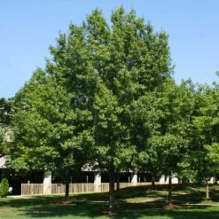 Southern Red Oak Tree -Flourish Garden Southern Red Oak 2