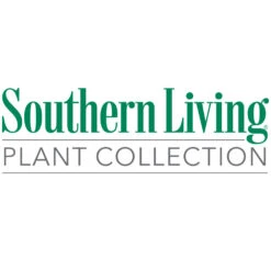 Little Miss Figgy™ Tree -Flourish Garden Southn Living 1000x1000 378a218a 8ce8 4047 8df3 e98ce48f13f7