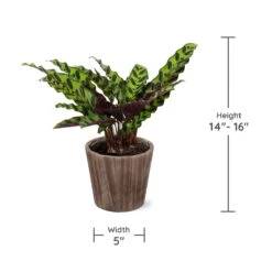 Calathea Rattlesnake With Decorative Pot -Flourish Garden Specs