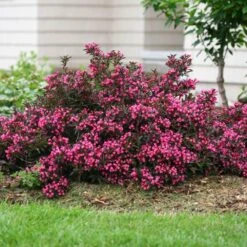 Spilled Wine® Weigela Shrub -Flourish Garden Spilled Wine Weigela 1 FGT