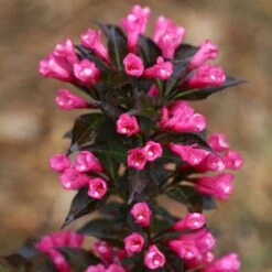 Spilled Wine® Weigela Shrub -Flourish Garden Spilled Wine Weigela 4 FGT