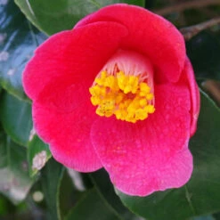 Spring's Promise Camellia Shrub 6 Spring's Promise Camellia Shrub -Flourish Garden Springs Promise Camellia 1 FGT