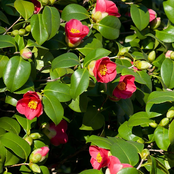 Spring's Promise Camellia Shrub 1 Spring's Promise Camellia Shrub