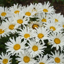Amazing DaisiesĀ® āSpun Silkā Shasta Daisy