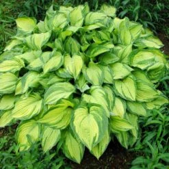 Stained Glass Hosta Plant -Flourish Garden Stained Glass Hosta 1