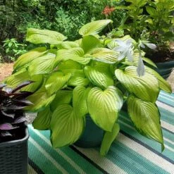 Stained Glass Hosta Plant -Flourish Garden Stained Glass Hosta 3