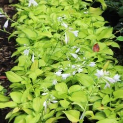 Stained Glass Hosta Plant -Flourish Garden Stained Glass Hosta 6