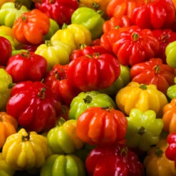 Star Cherry Tree (Pitanga) -Flourish Garden Star Cherry 7 FGT