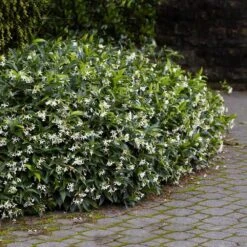 Star Jasmine 7 Star Jasmine -Flourish Garden Star Jasmine 2 FGT