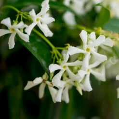 Star Jasmine 6 Star Jasmine -Flourish Garden Star Jasmine 3