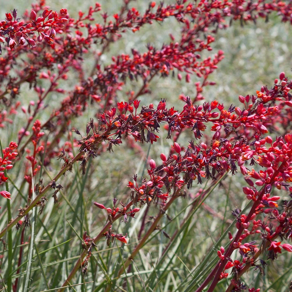 Dwarf Red Yucca Stoplights 4 Dwarf Red Yucca Stoplights - Image 4