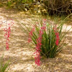 Dwarf Red Yucca Stoplights 6 Dwarf Red Yucca Stoplights -Flourish Garden Stoplights Dwarf Hesperaloe 3
