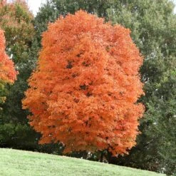 Sugar Maple Tree -Flourish Garden Sugar Maple 3