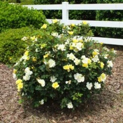 Sunny Knock Out® Rose 11 Sunny Knock Out® Rose -Flourish Garden Sunny knockout rose Shrub 1 FGT