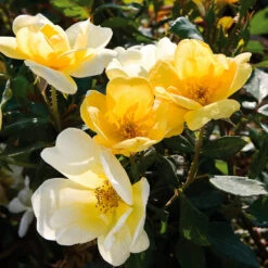 Sunny Knock Out® Rose 8 Sunny Knock Out® Rose -Flourish Garden Sunny knockout rose Shrub 3 FGT