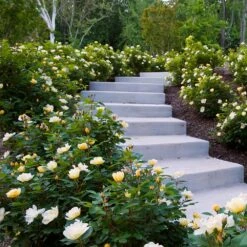 Sunny Knock Out® Rose 9 Sunny Knock Out® Rose -Flourish Garden Sunny knockout rose Shrub 7 FGT