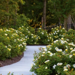 Sunny Knock Out® Rose 10 Sunny Knock Out® Rose -Flourish Garden Sunny knockout rose Shrub 8 FGT