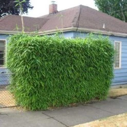 Sunset Glow Bamboo -Flourish Garden Sunset Glow Bamboo 2 450w