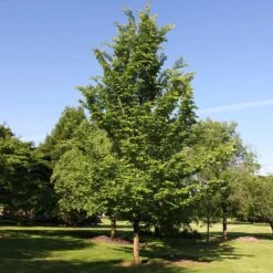 Emerald Sunshine® Elm Tree -Flourish Garden Sunshine Elm 2