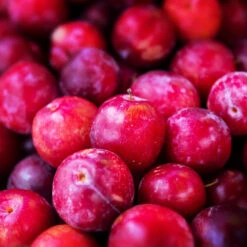 Superior Plum Tree -Flourish Garden Superior Plum 3