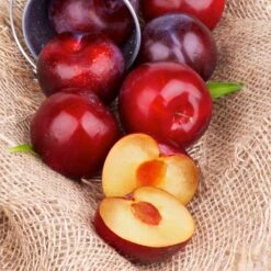 Superior Plum Tree -Flourish Garden Superior Plum 4