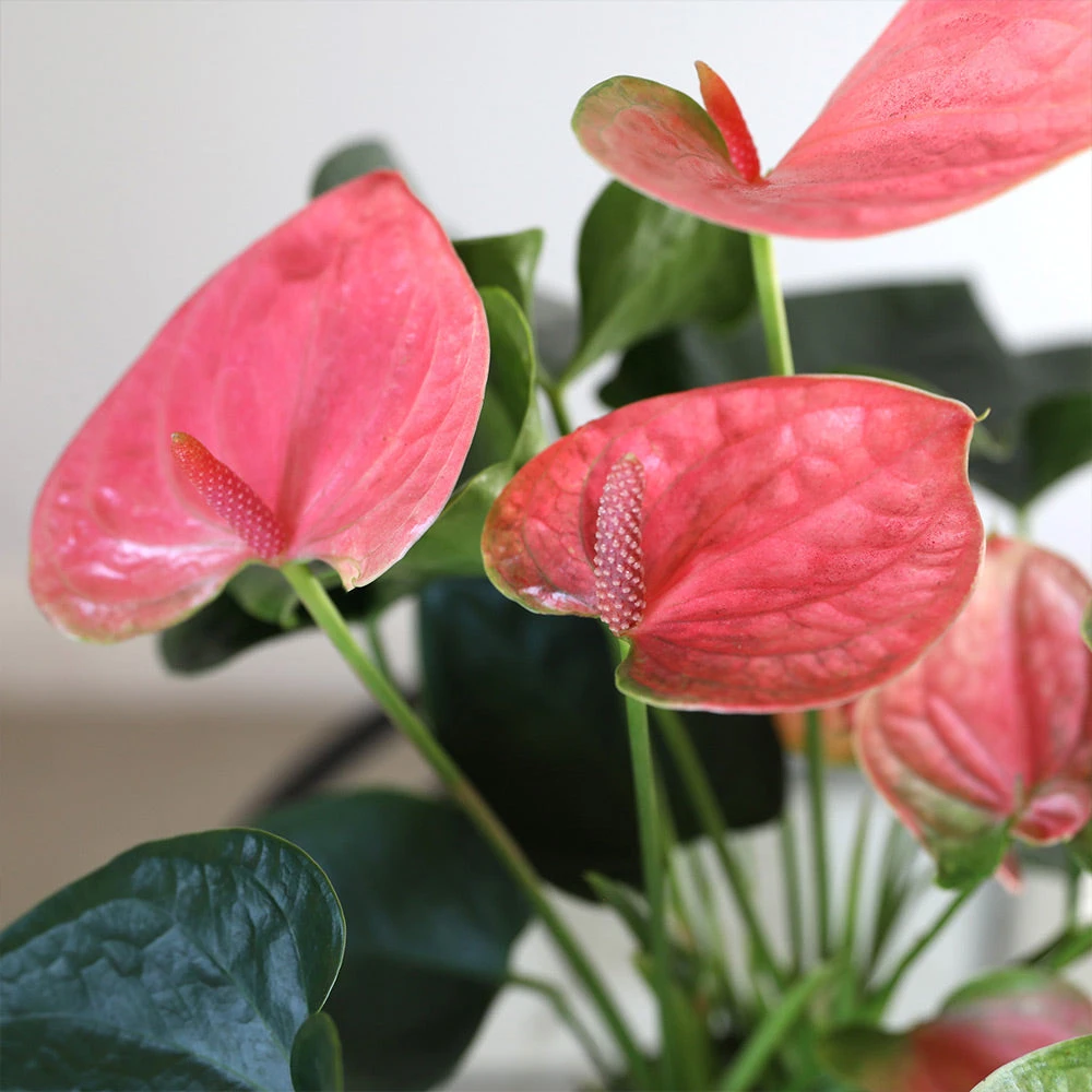 Pink Anthurium 4 Pink Anthurium - Image 4
