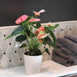 Pink Anthurium 9 Pink Anthurium -Flourish Garden Sweet Dream Pink Anthurium 2