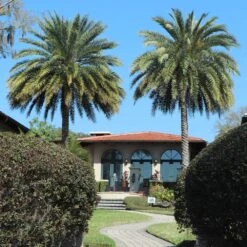 Sylvester Palm 9 Sylvester Palm -Flourish Garden Sylvester Palm 2 FGT