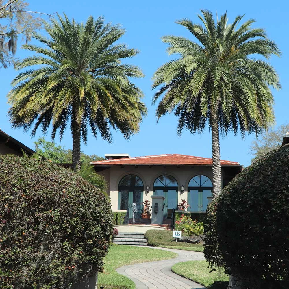 Sylvester Palm 5 Sylvester Palm - Image 5