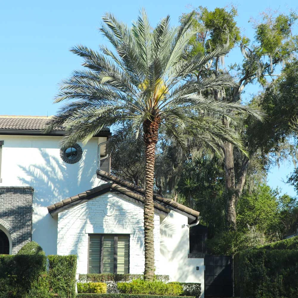 Sylvester Palm 2 Sylvester Palm - Image 2