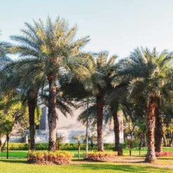 Sylvester Palm 7 Sylvester Palm -Flourish Garden Sylvester Palm 6 FGT