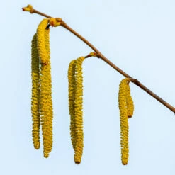 Theta Filbert Hazelnut -Flourish Garden THeta FIlbert Hazelnut 3