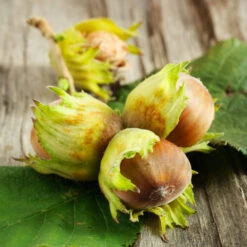 Theta Filbert Hazelnut -Flourish Garden THeta FIlbert Hazelnut 6 FGT