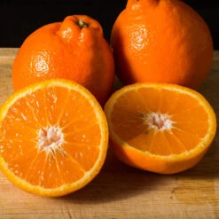 Tangelo Tree -Flourish Garden Tangelo 3 FGT