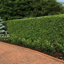 'Techny' Cold Hardy Thuja Tree 5 'Techny' Cold Hardy Thuja Tree -Flourish Garden Techny Thuja 2